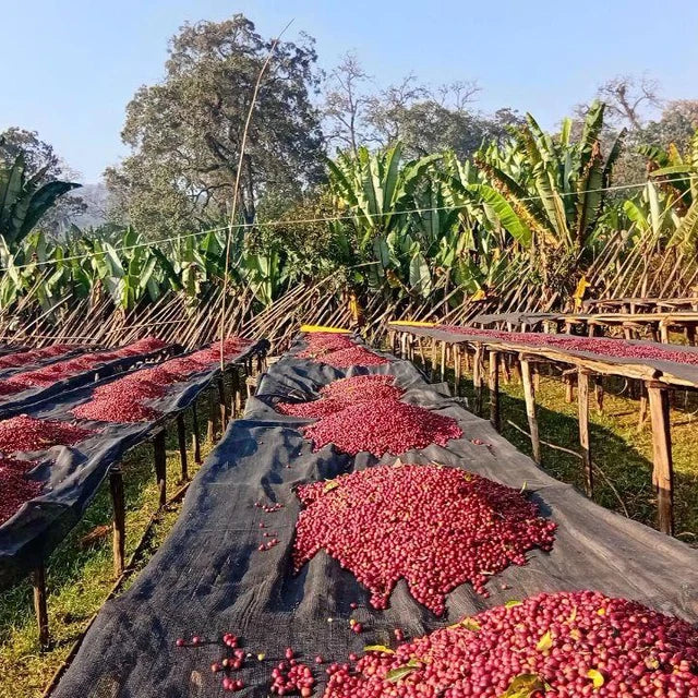 Hanan Million - Ethiopia Natural Landrace