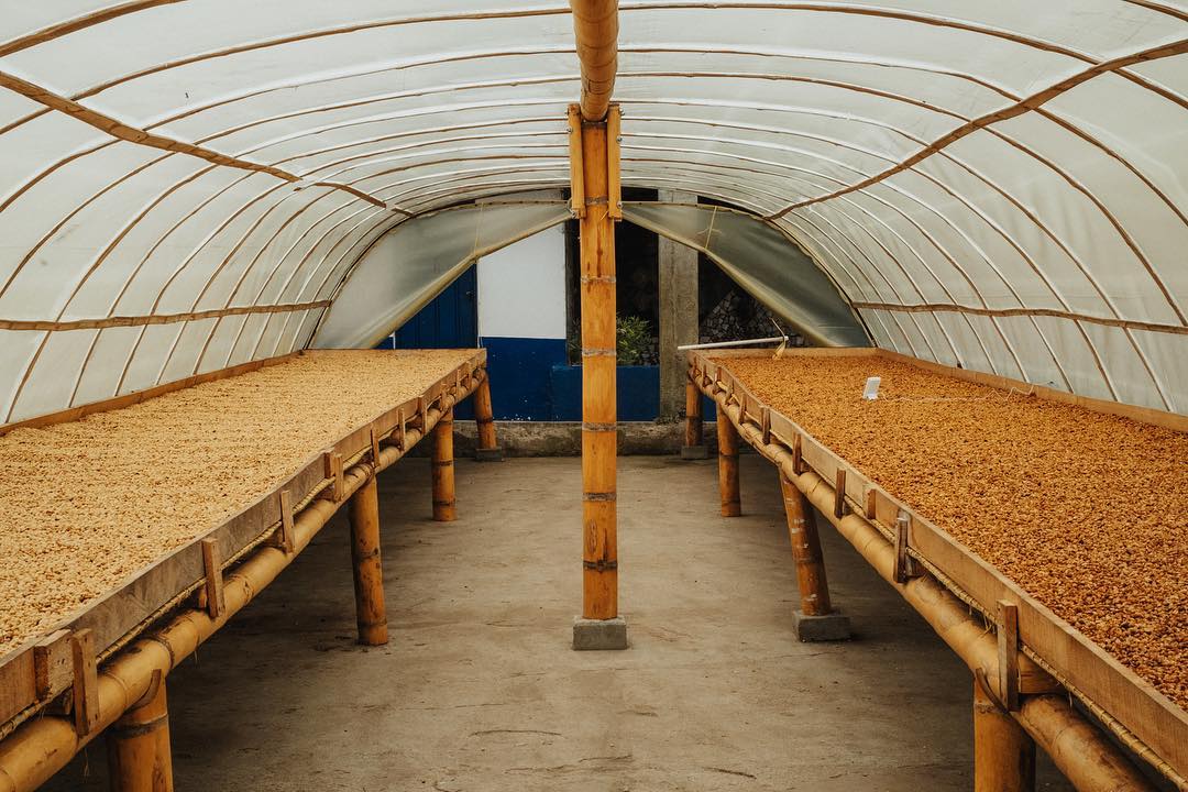 White Honey Geisha (Extra-light)