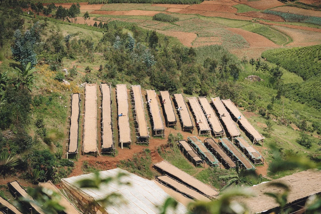 Ninga Hill - Burundi Washed Bourbon