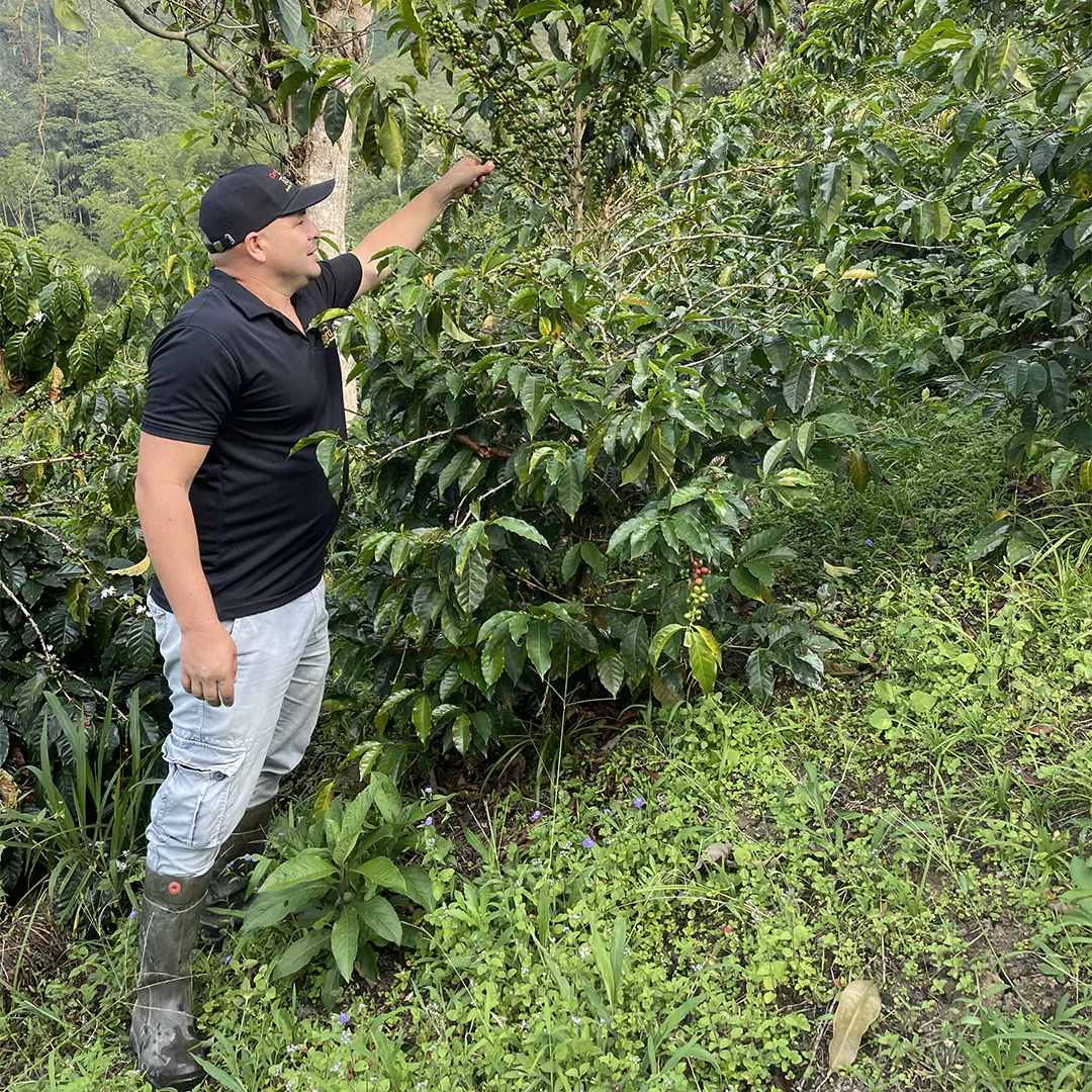 Sugar Dust - Anaerobic Washed Geisha