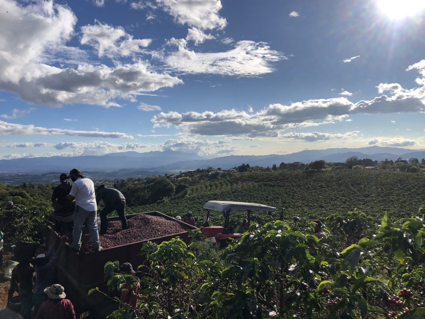 Black Forest - Anaerobic Natural Java