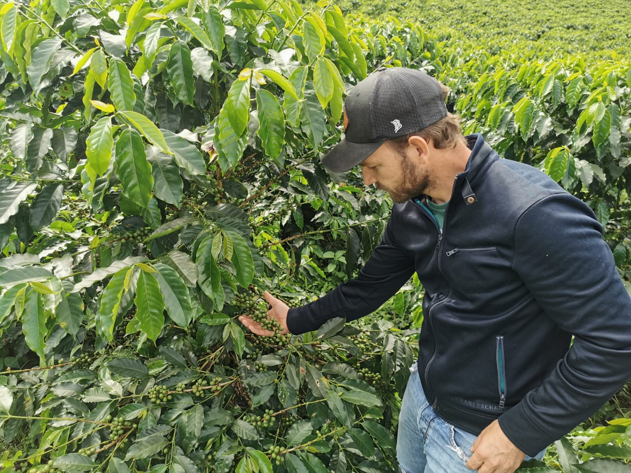 White Honey Geisha (Extra-light)