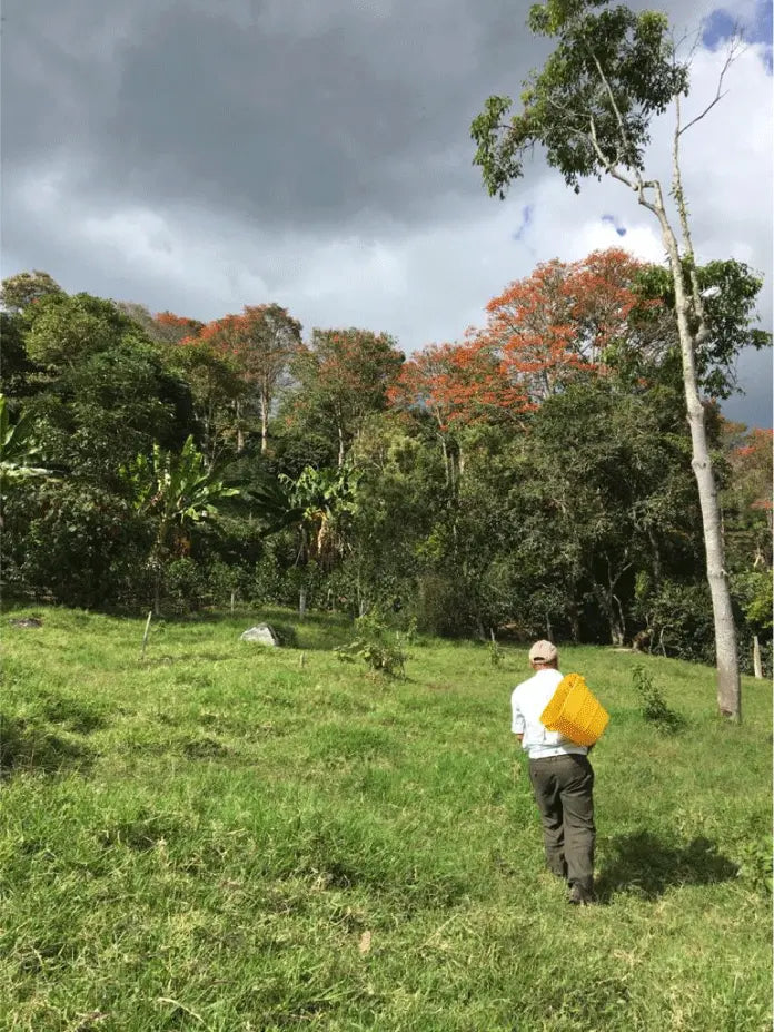 Daniel Ortega - Colombia Washed Pink Bourbon