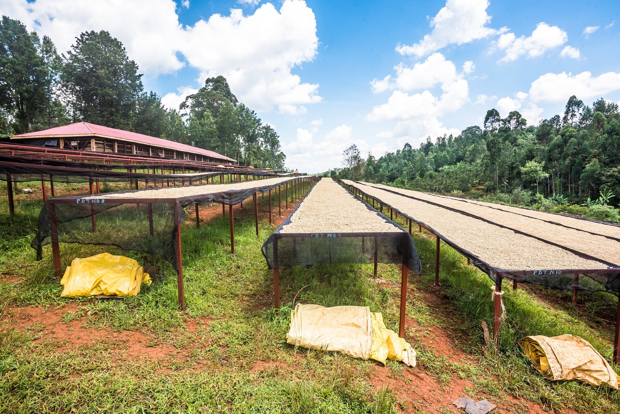 Karimikui AA - Washed