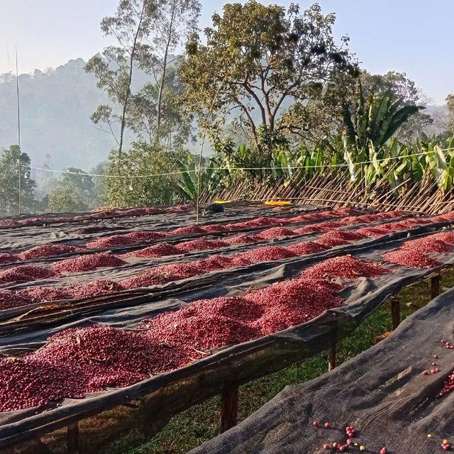 Hanan Million - Ethiopia Natural Landrace