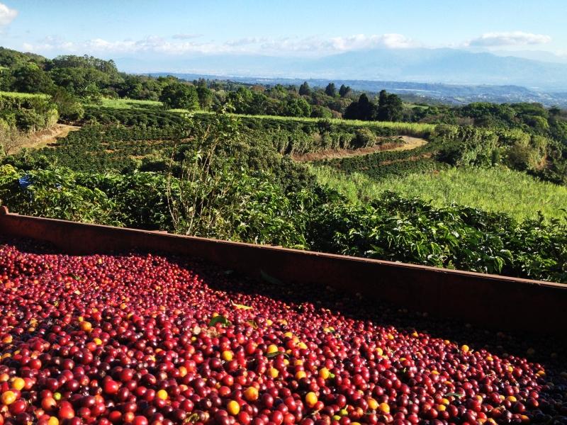 Maroon Lagoon - Natural SL-28