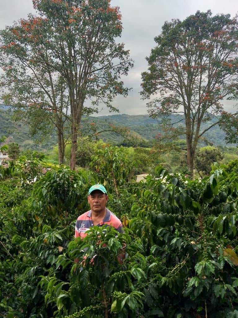 Augusto Ortega - Colombia Pink Bourbon