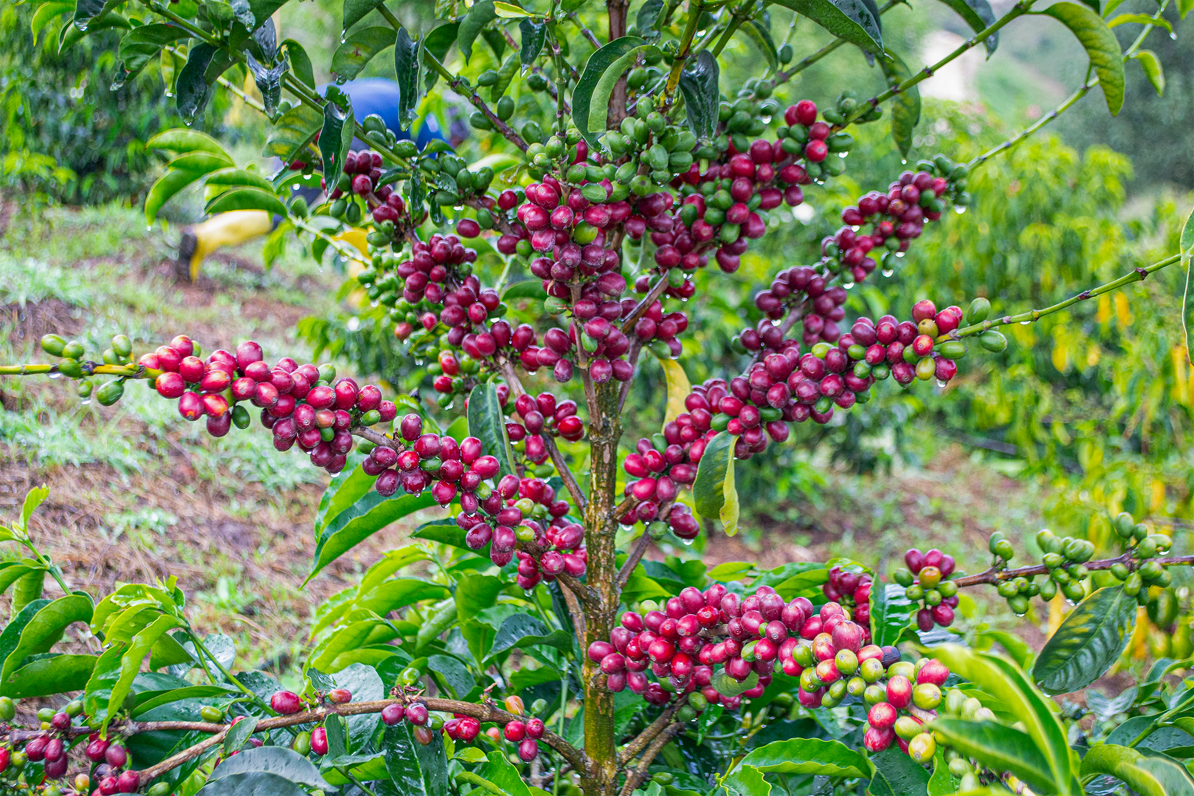 Juan Peña - Ecuador Reserve Typica