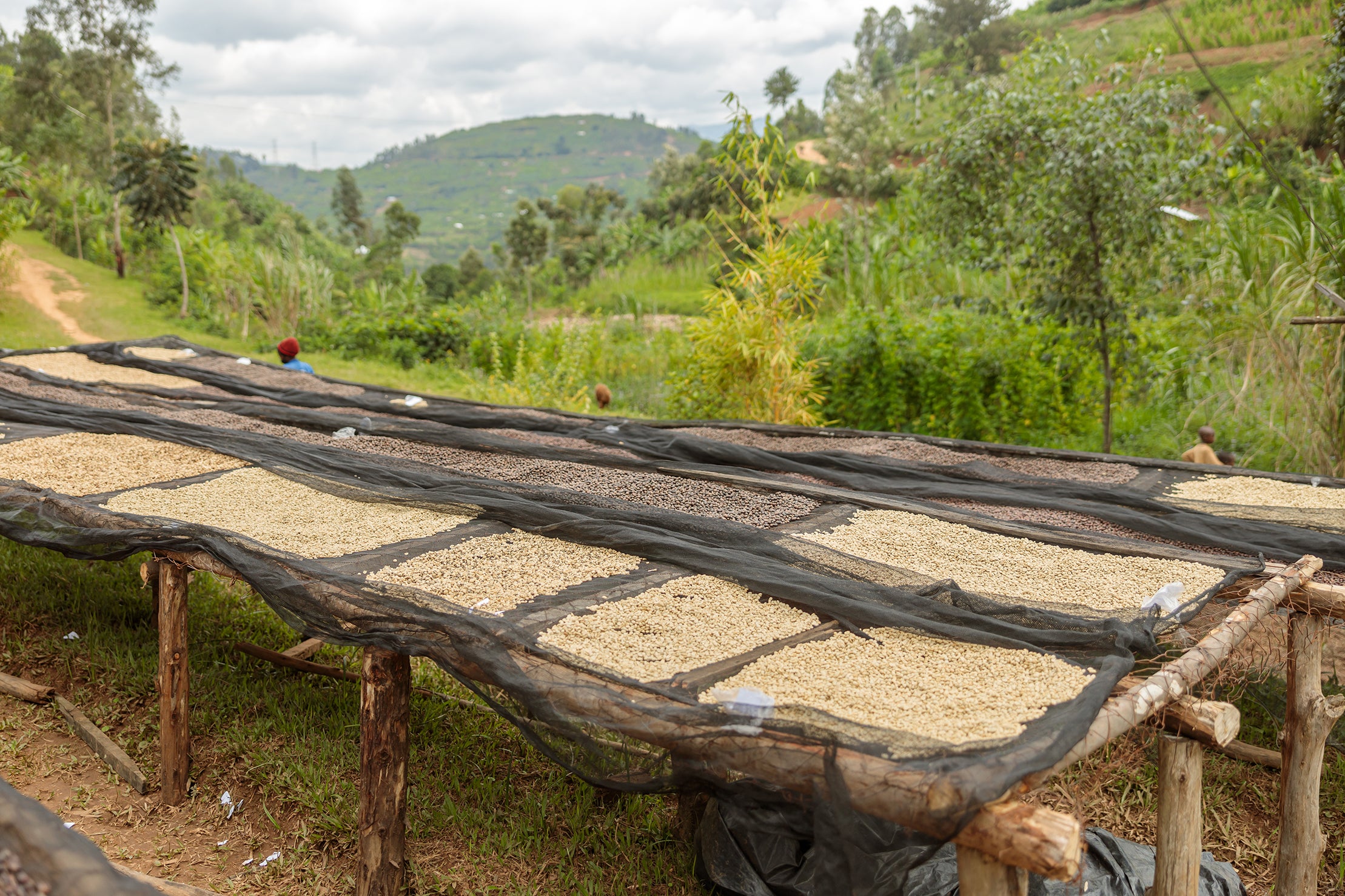 Giko Hill - Rwanda Bourbon