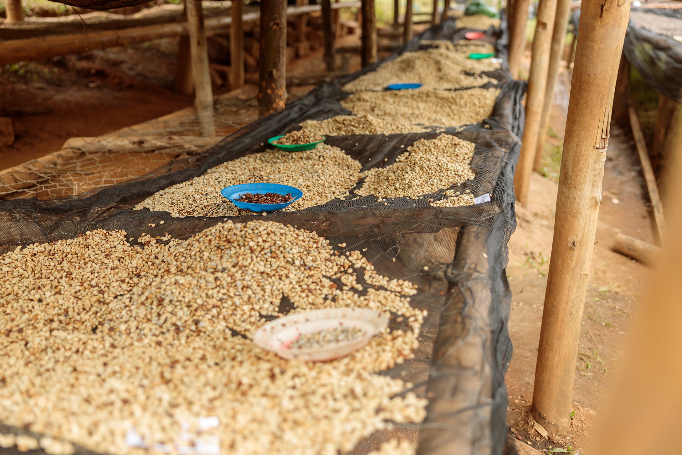 Giko Hill - Rwanda Bourbon