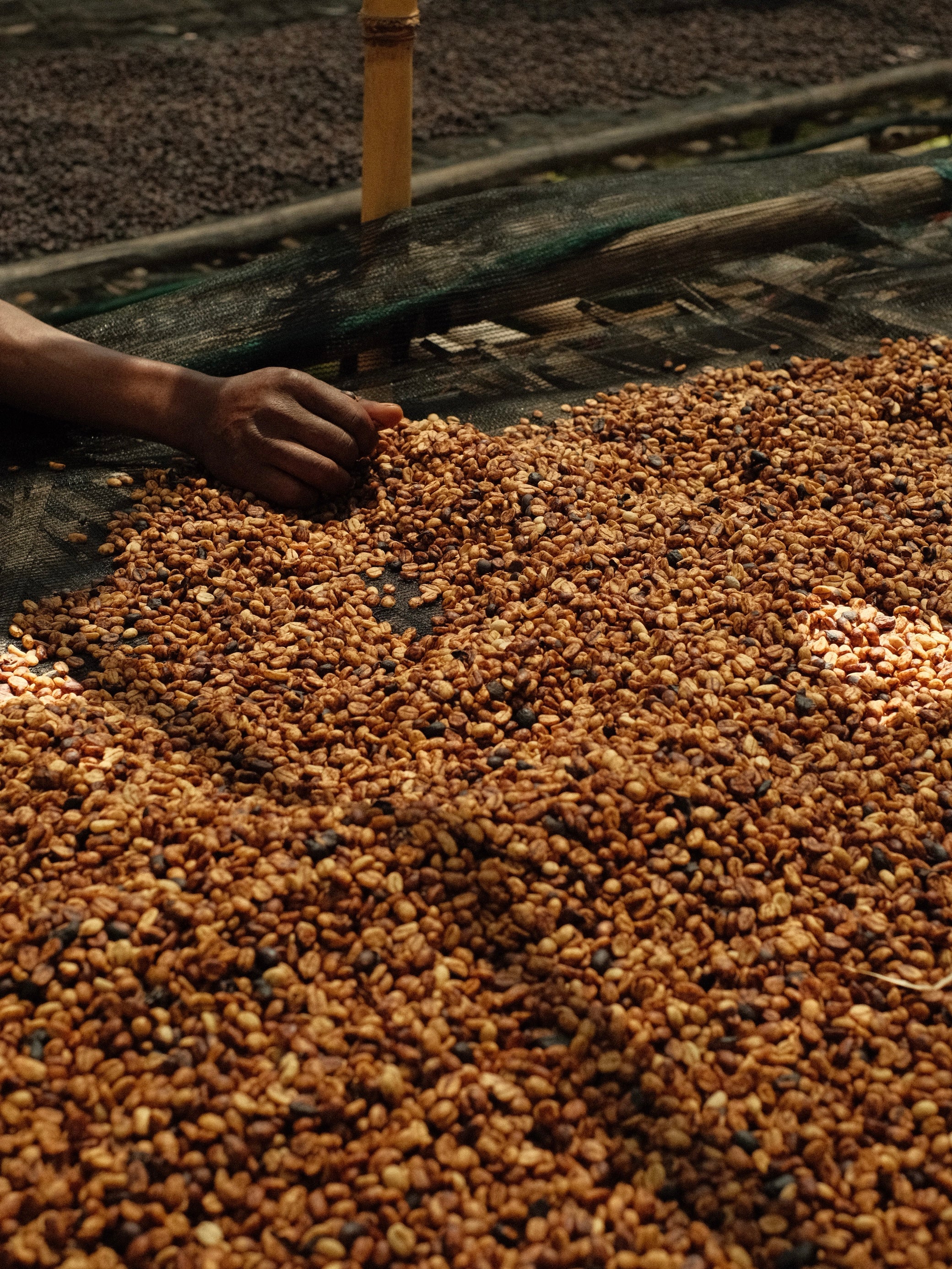 Danche - Ethiopia Hydro Honey