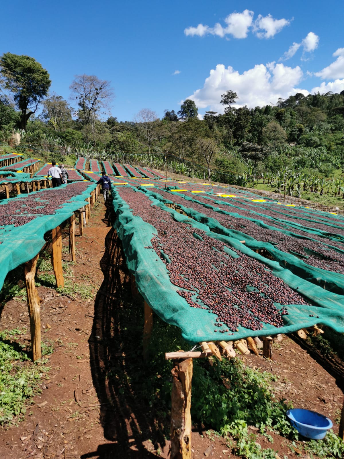Candy Flower - Ethiopia Espresso