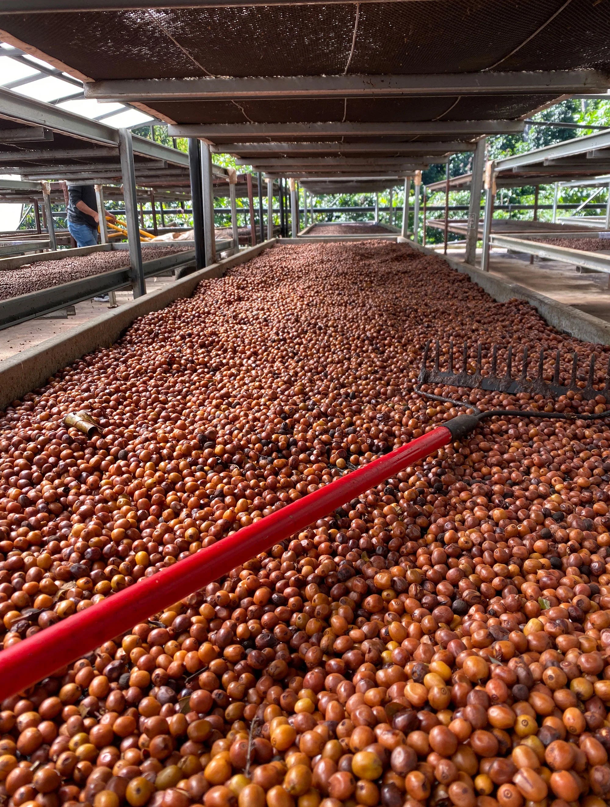 El Burro Lot F - Panama Washed Geisha (Extra-Light)
