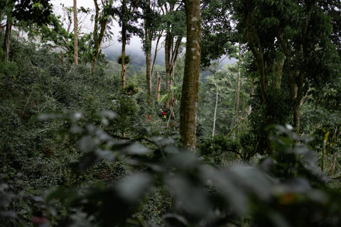 El Burro Lot F - Panama Washed Geisha (Extra-Light)