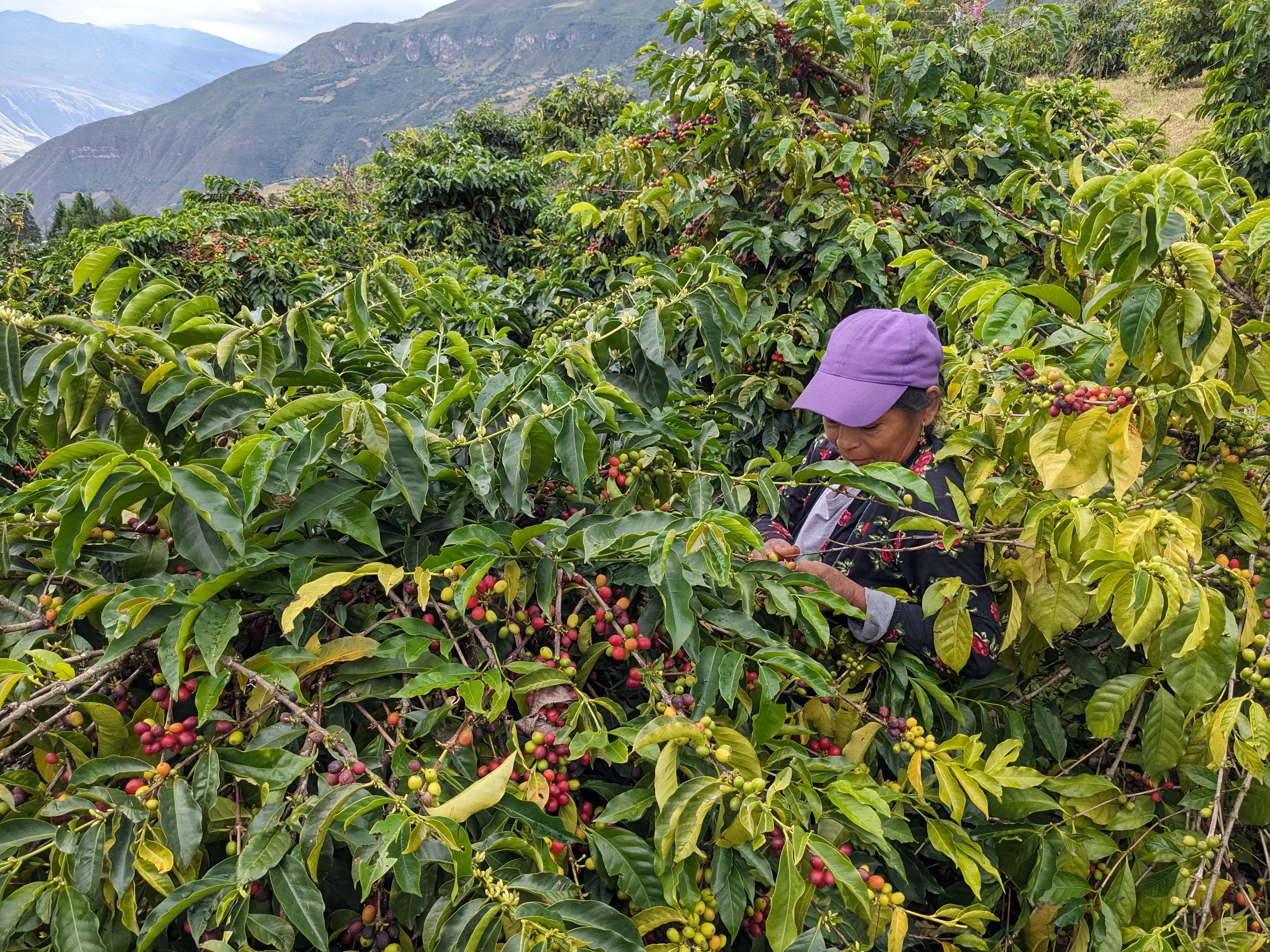 Juan Peña - Ecuador Reserve Typica