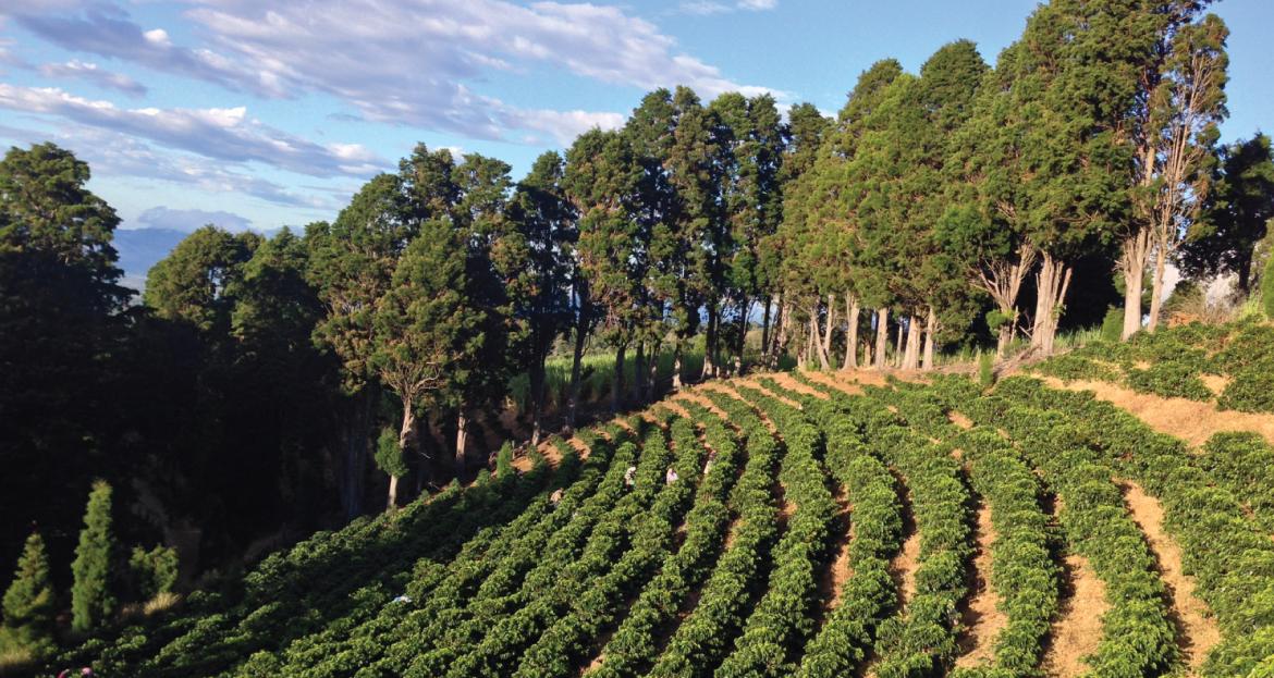 Vanilla Orchard - Anaerobic Natural Geisha