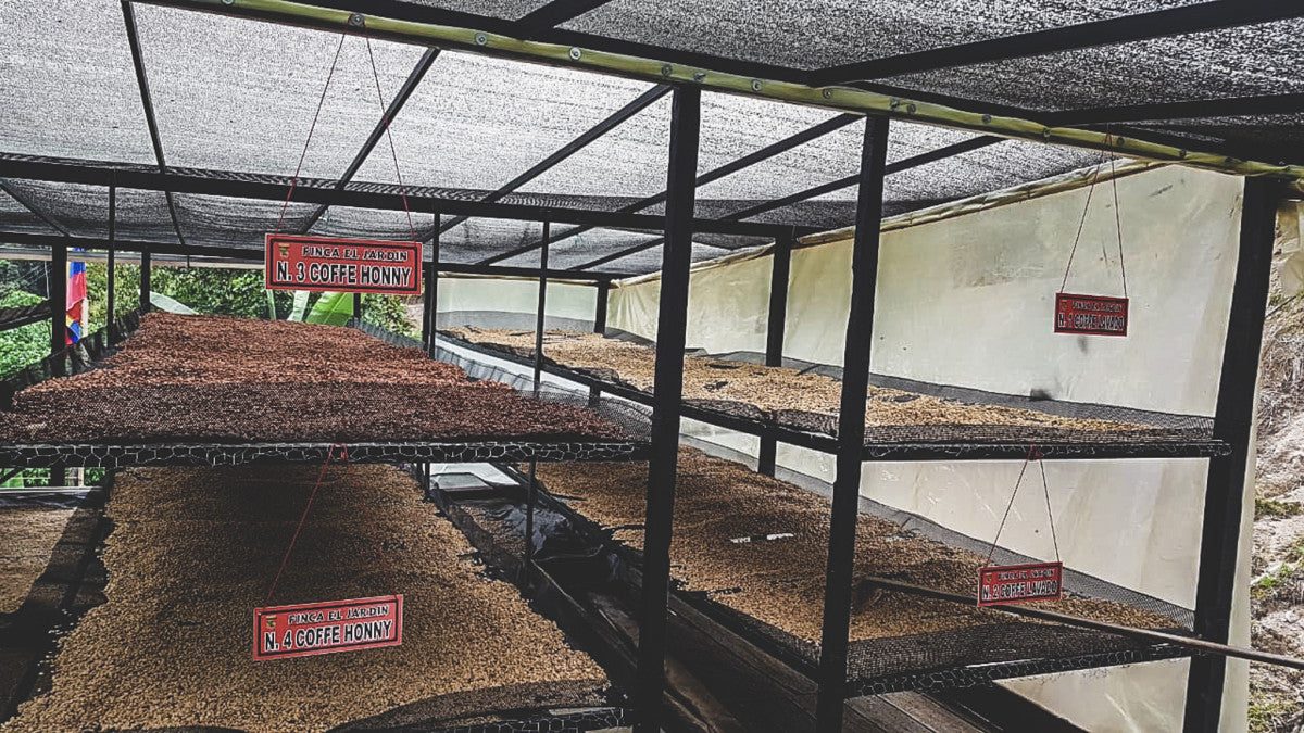 Jorge Rojas - Colombia Honey Bourbon