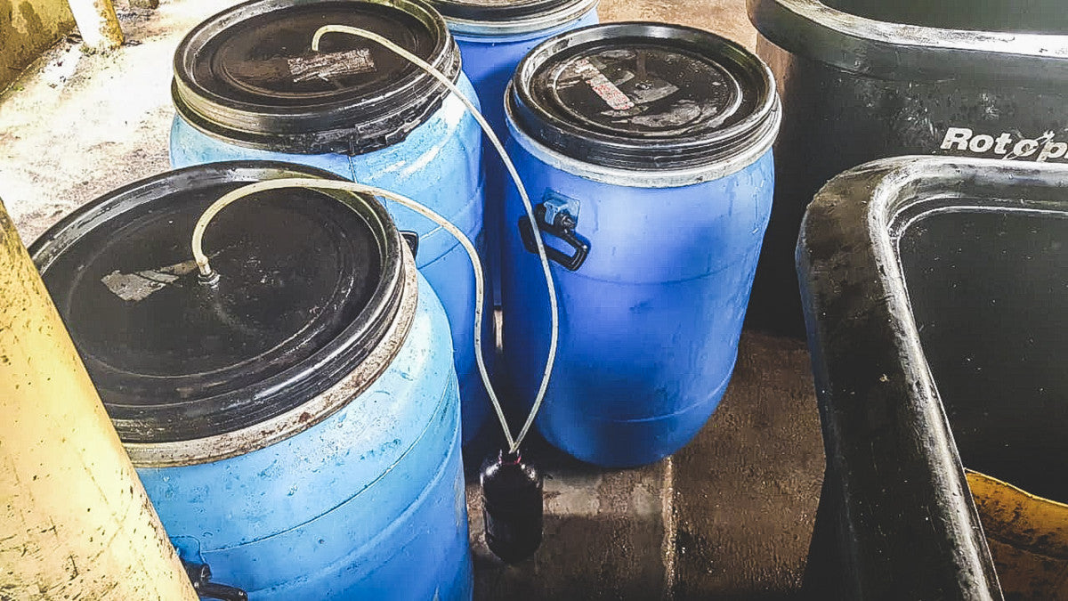 Jorge Rojas - Colombia Honey Bourbon