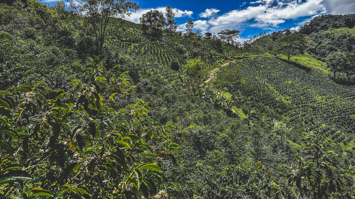 Jorge Rojas - Colombia Geisha