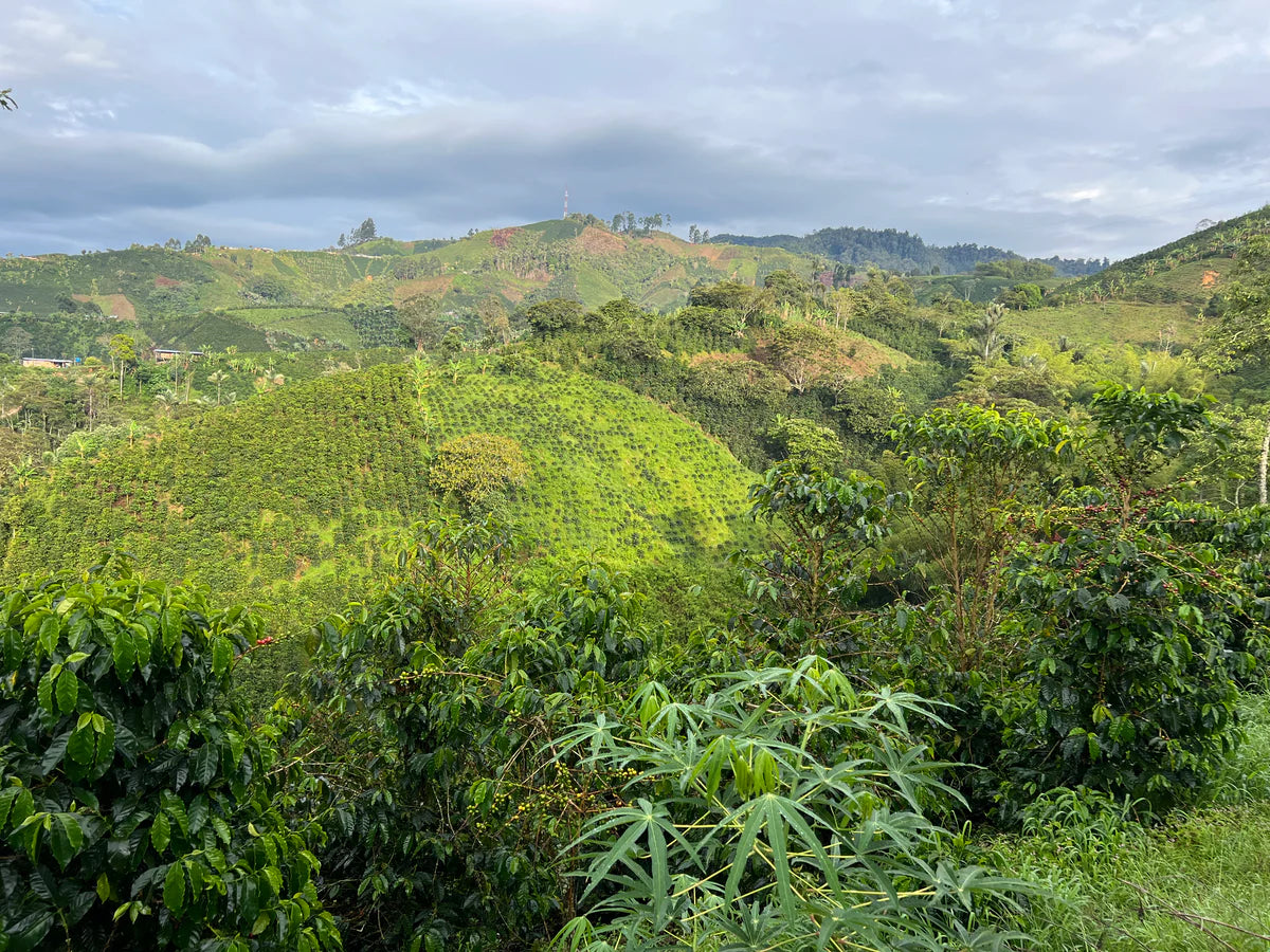 El Rubí Sidamo (Extra-light)