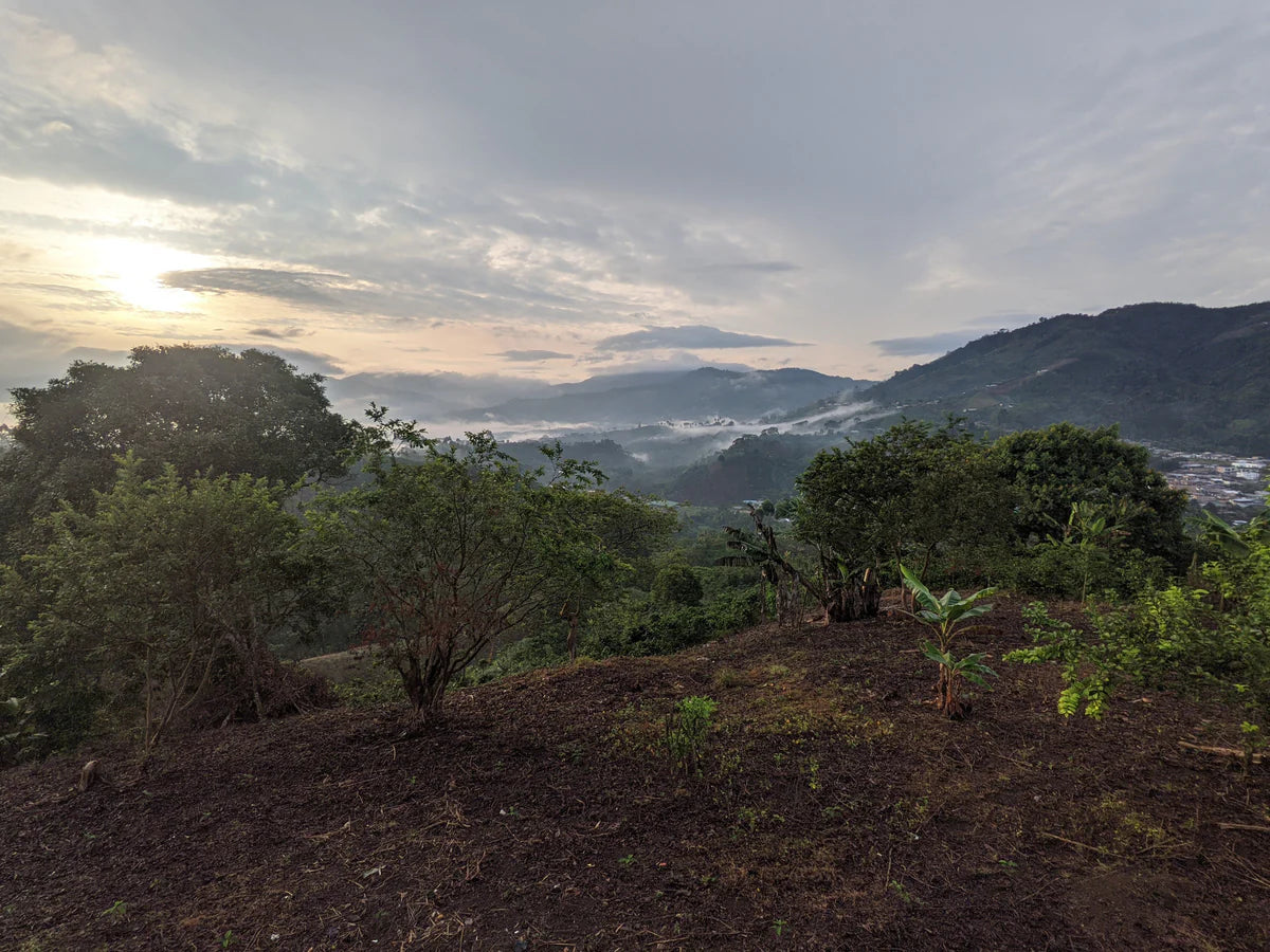 El Rubí Sidamo (Extra-light)