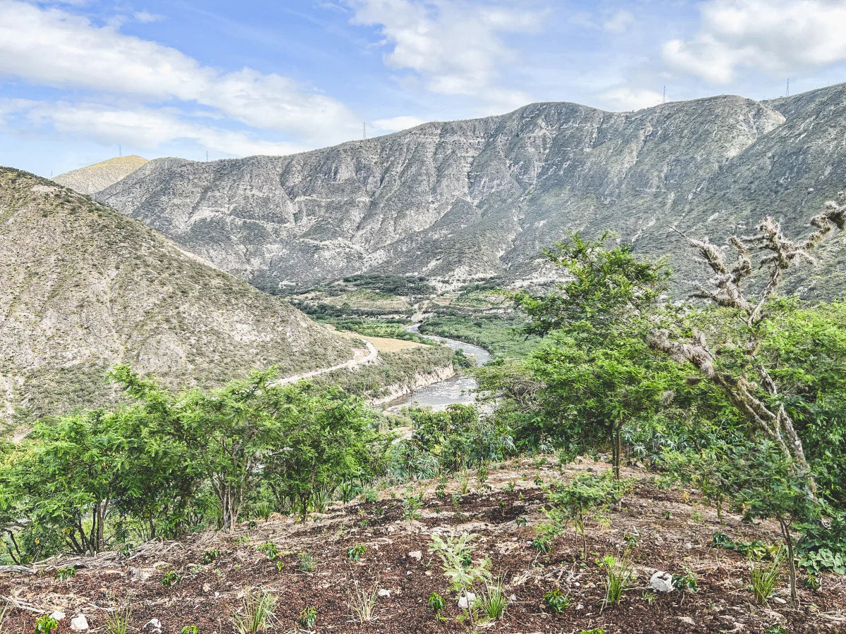 Sebastian Garcés - Ecuador Pacamara (2025)