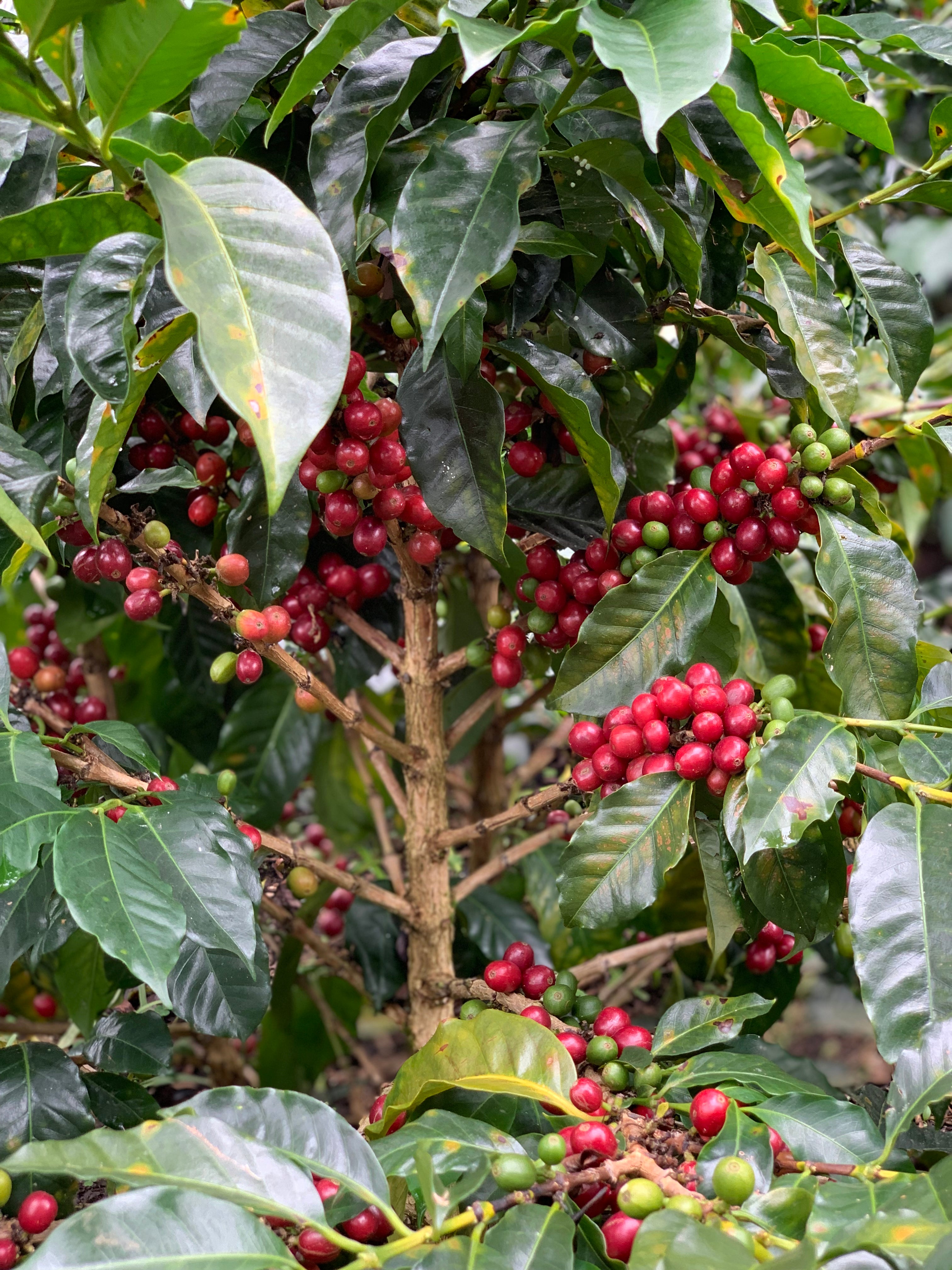 Segundo Urbano - Colombia Pink Bourbon