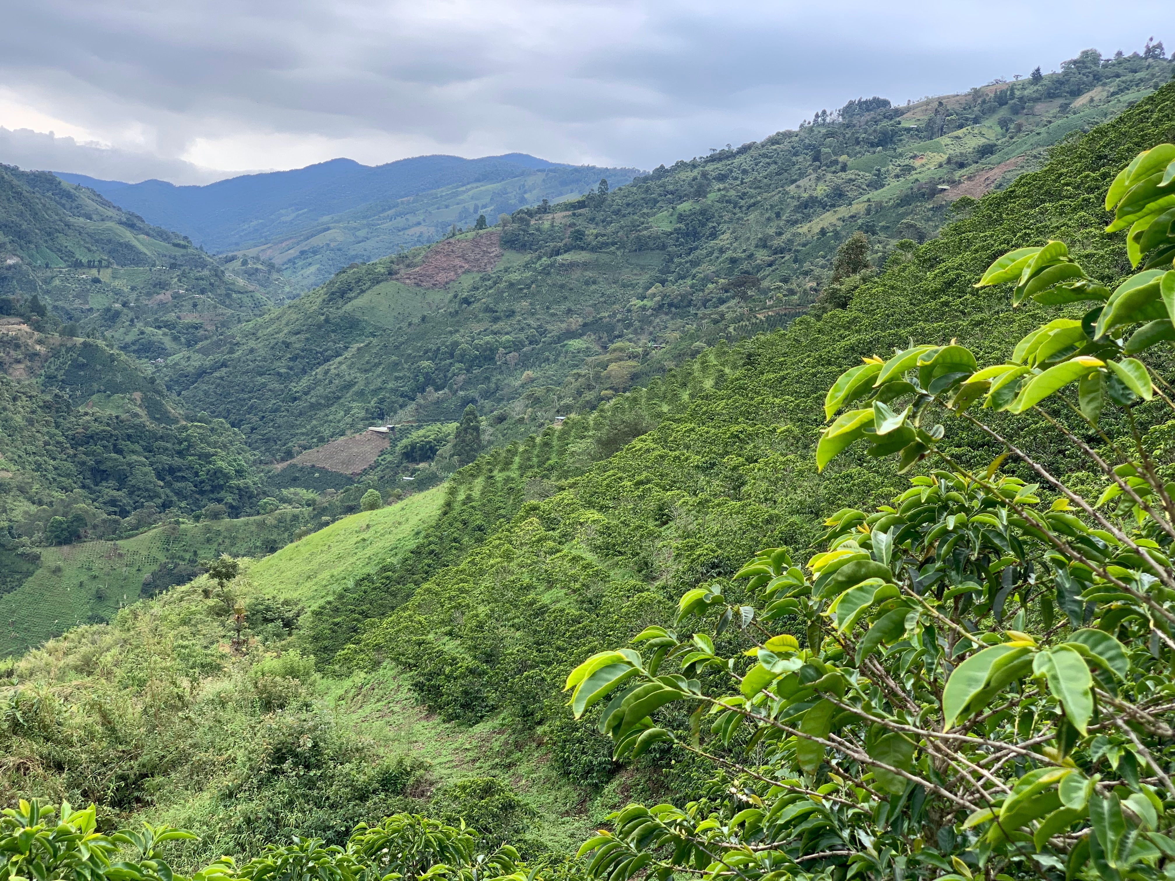 Wilmer Galindez - Colombia Tabi & Pink Bourbon