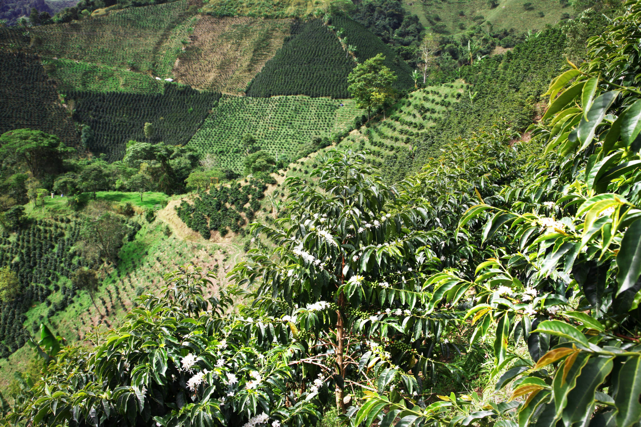 Las Perlitas - Colombia Pink Bourbon