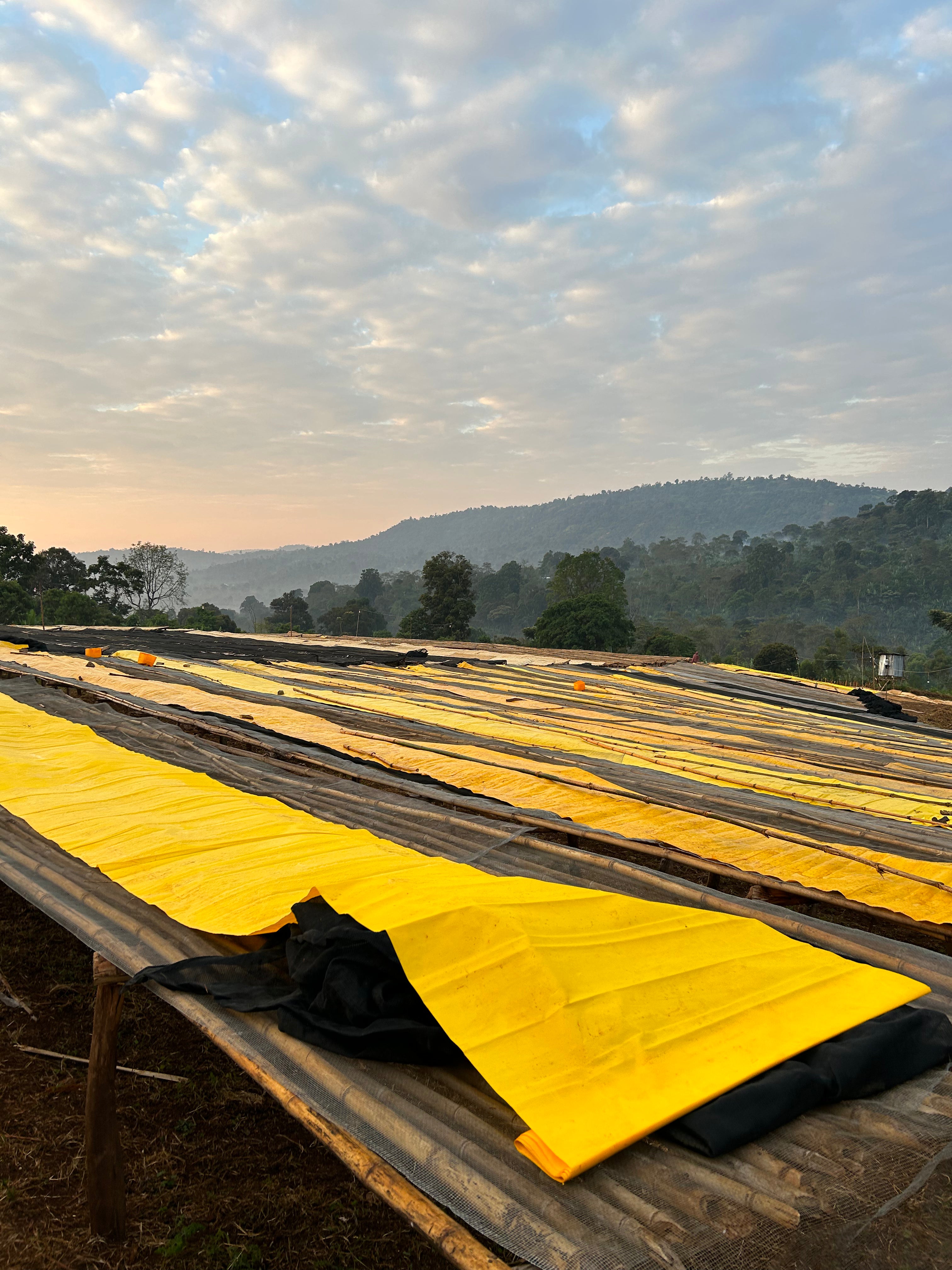 Danche - Ethiopia Hydro Honey (Extra-light)