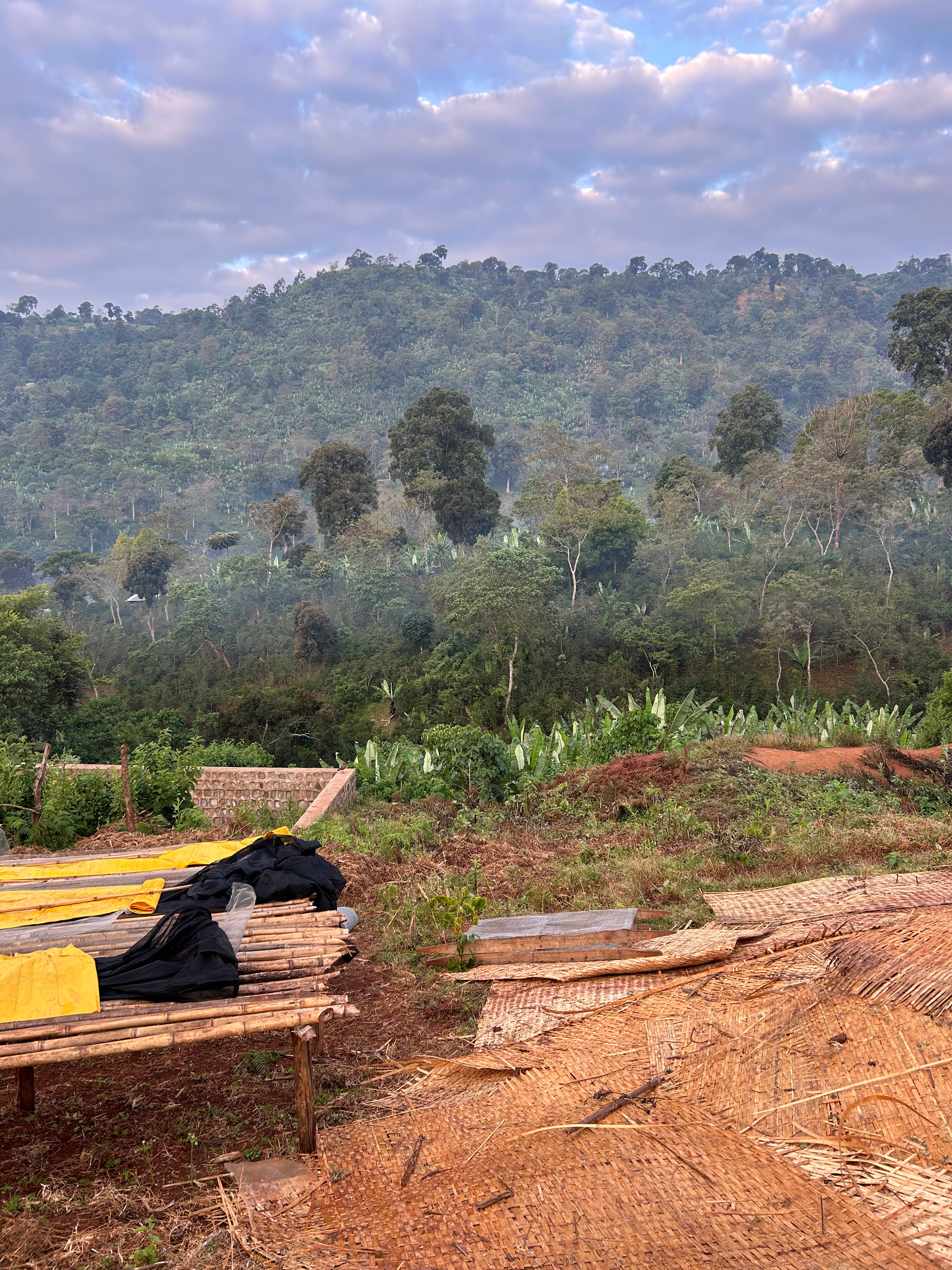 Danche - Ethiopia Hydro Honey