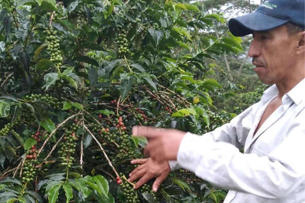 Jose Martinez - Pink Bourbon Colombia