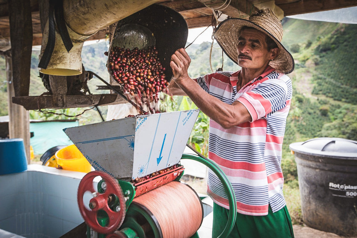 La Praderita - Washed Pink Bourbon