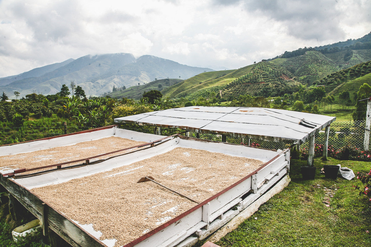 David Berrio - Colombia Chiroso