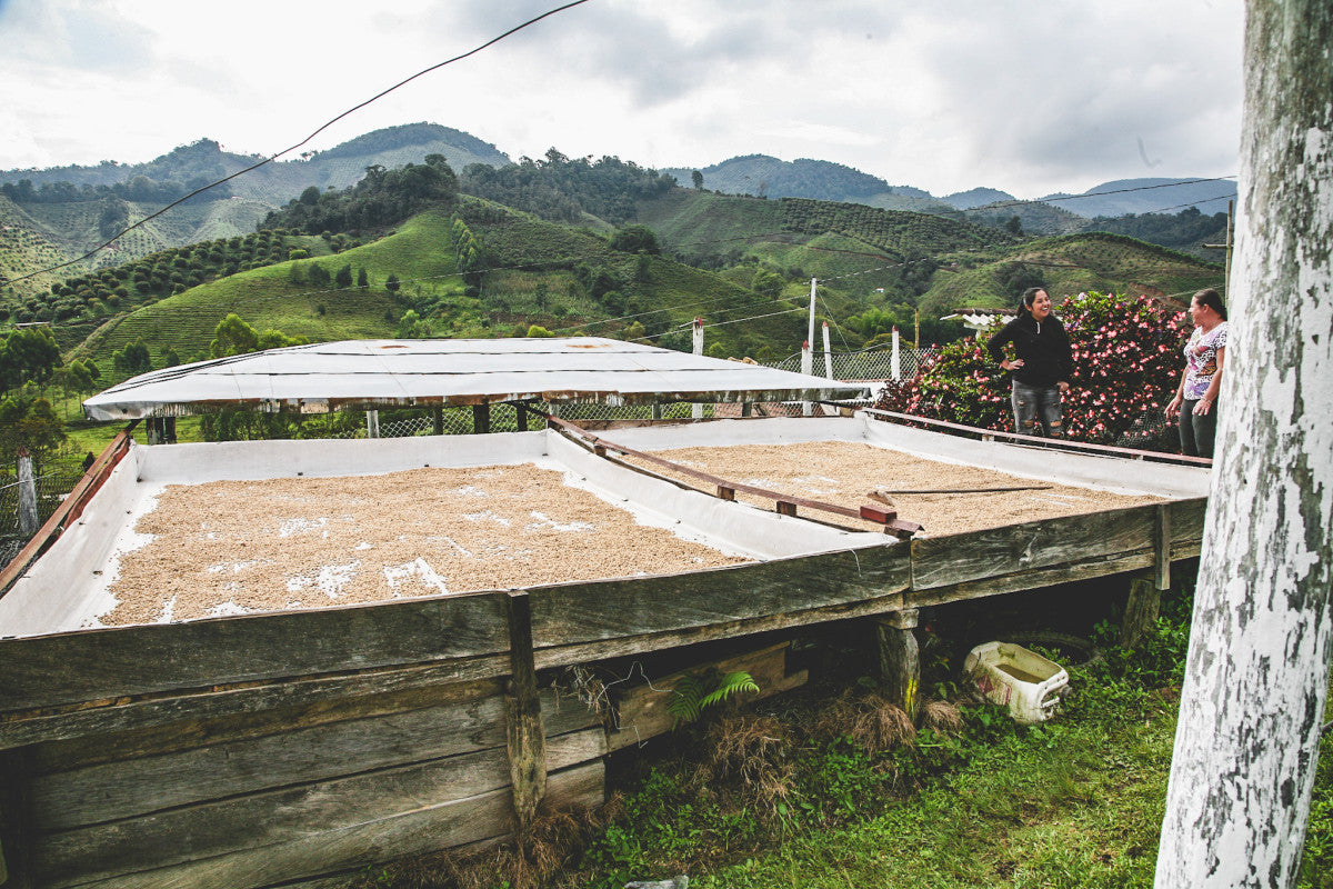 David Berrio - Colombia Washed Chiroso