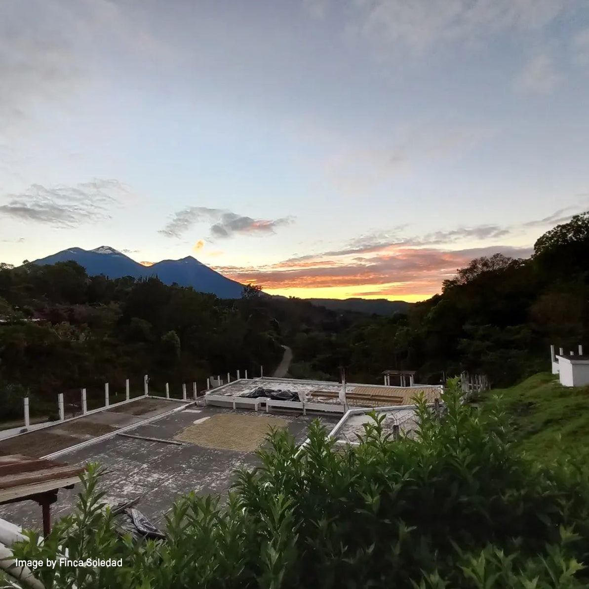 (Extra Light) Finca La Soledad - Guatemala Gesha