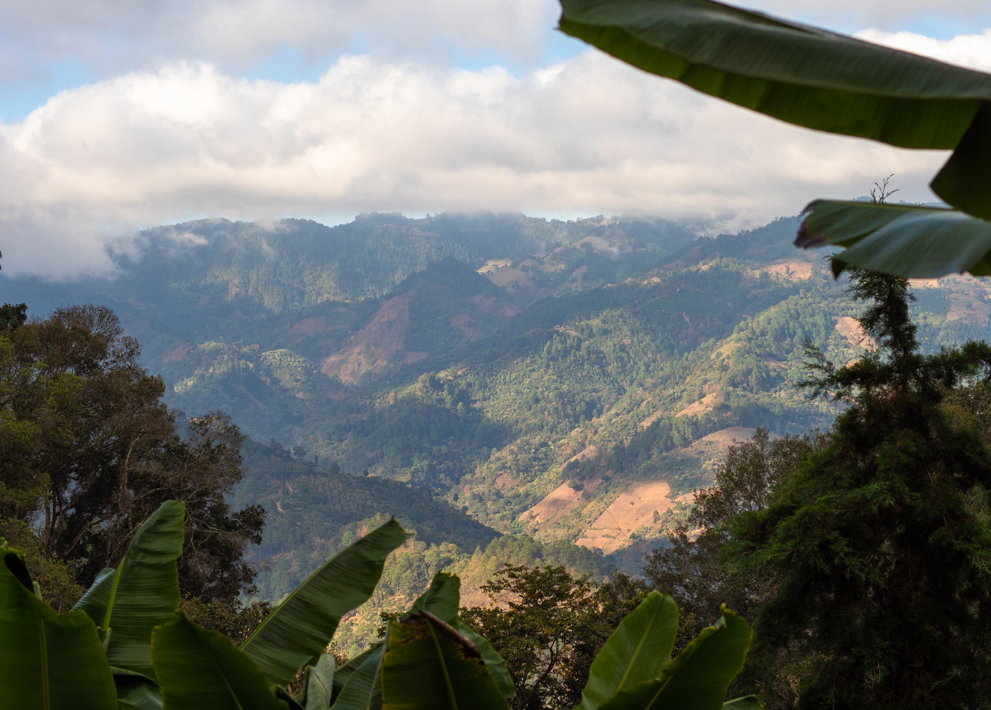 Irineo Ramirez - Guatemala Espresso