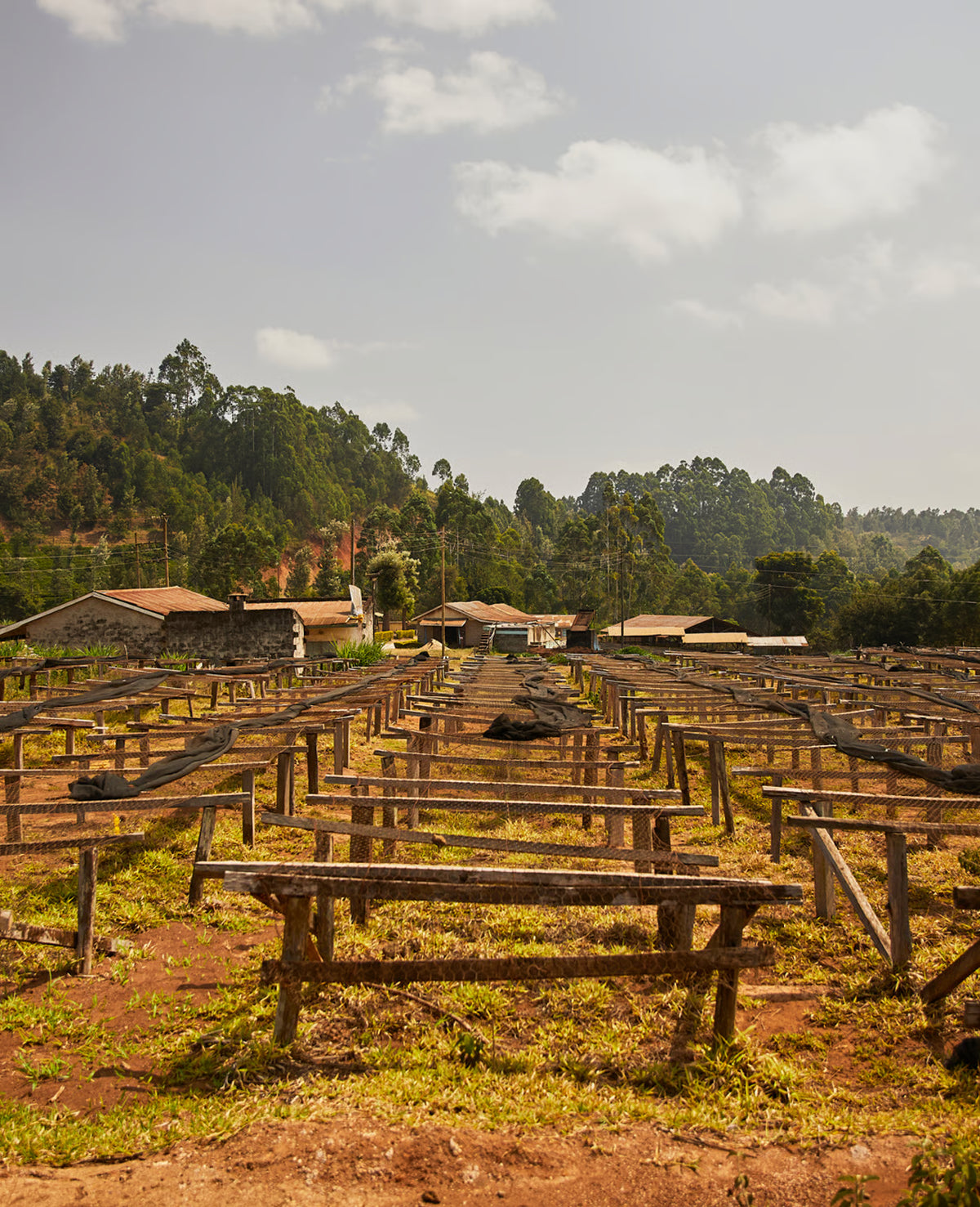 Gathambi AA - Kenya Washed Field Blend (Extra-Light)
