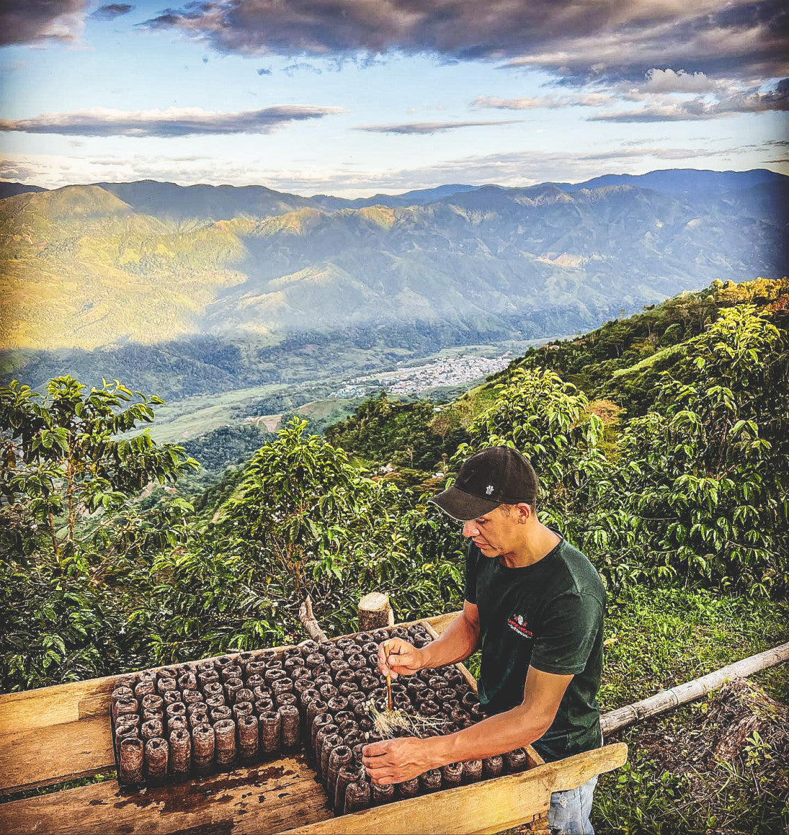 Jorge Rojas - Honey Typica