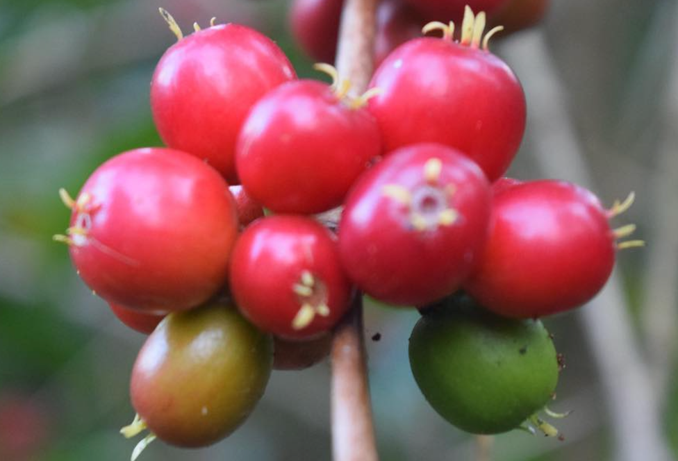 Jose Martinez - Pink Bourbon Colombia