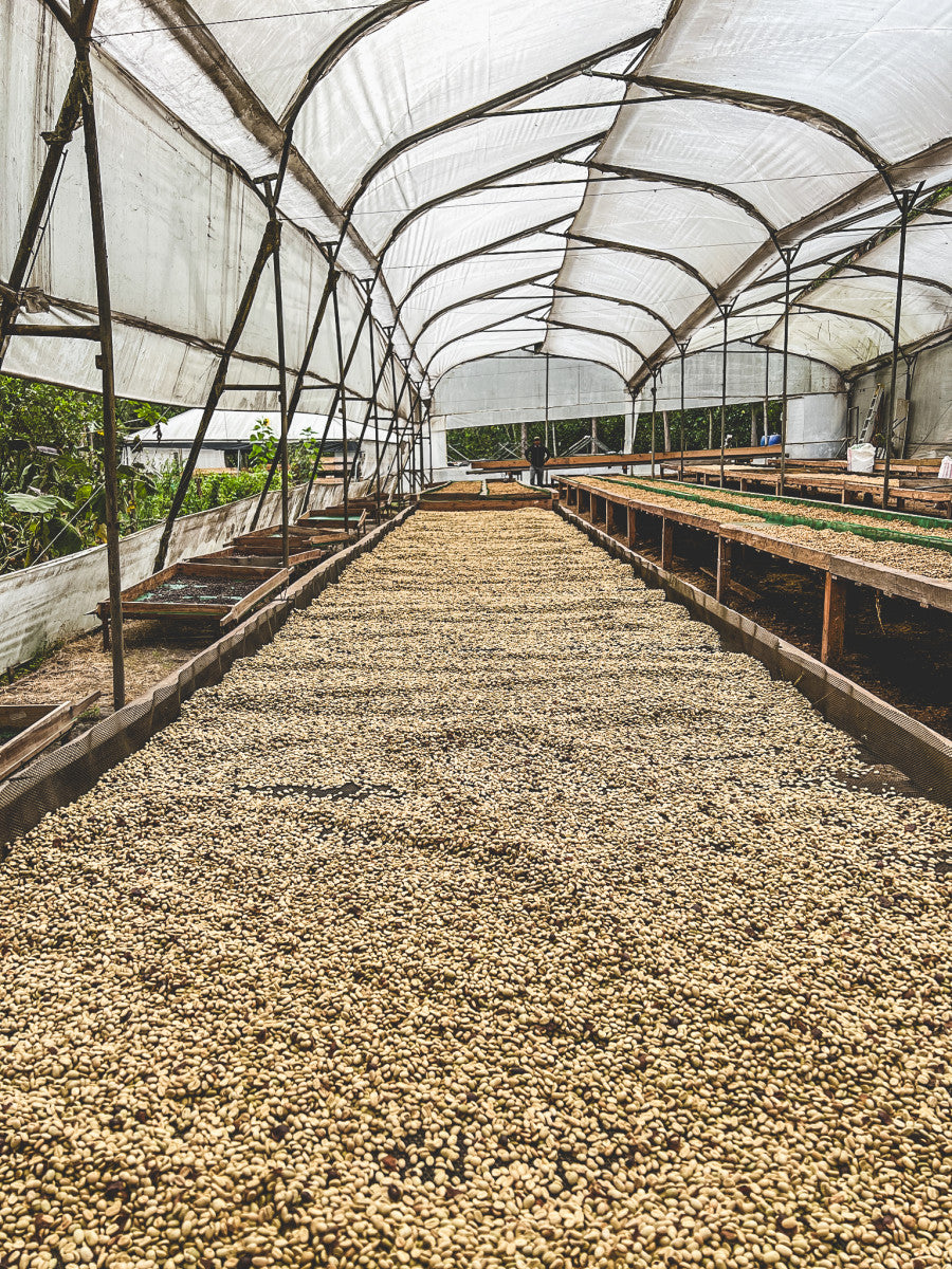 Sebastian Garcés - Ecuador Pacamara