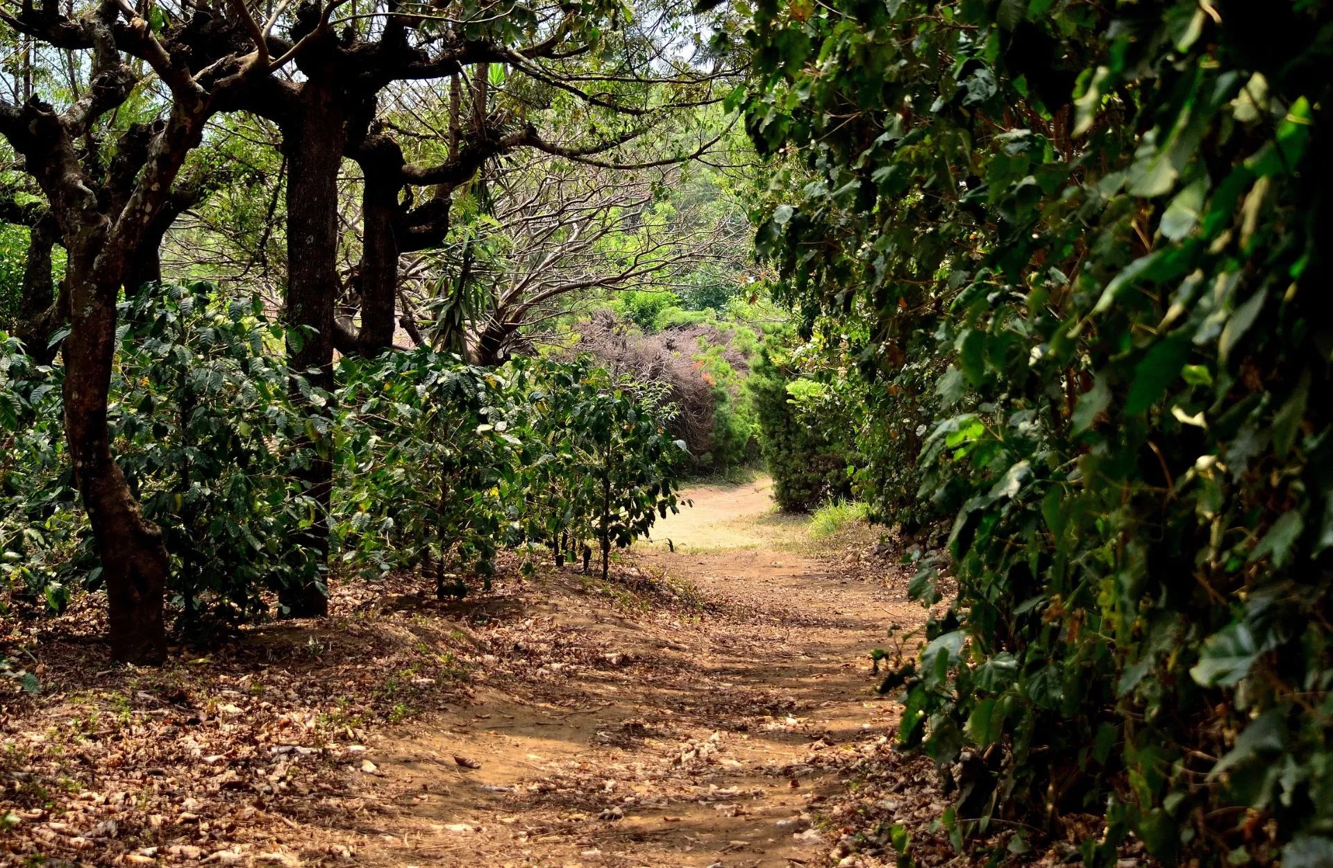 Raul Perez - Guatemala Geisha (Extra-Light)