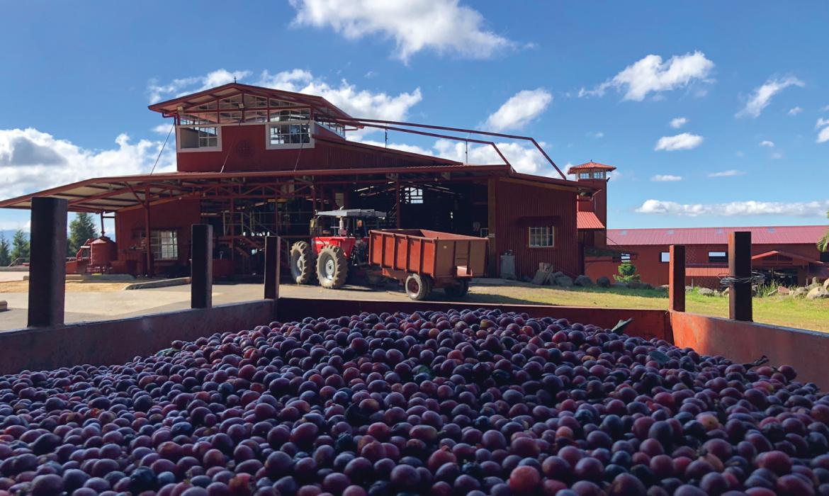 Volcan Azul - Geisha Yellow Honey