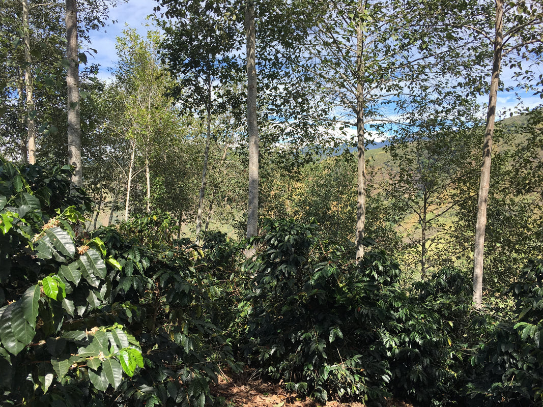 Pepe Jijon - Ecuador Geisha
