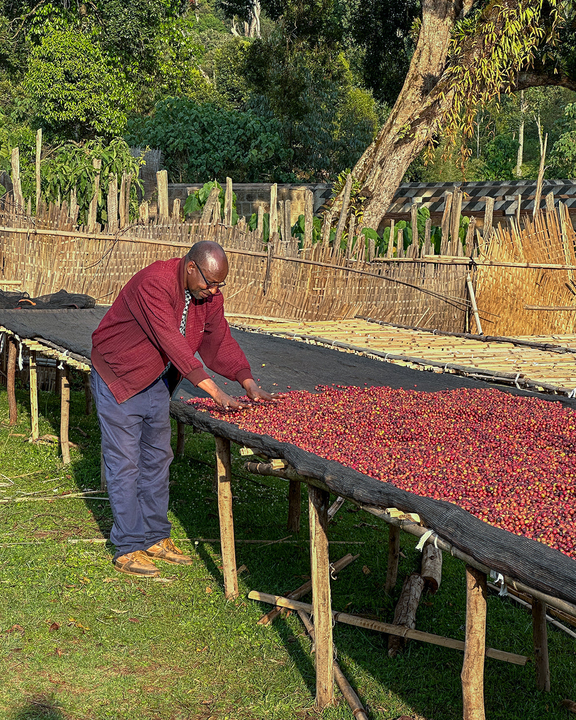 Mate Matiwos - Ethiopia (Extra-Light)