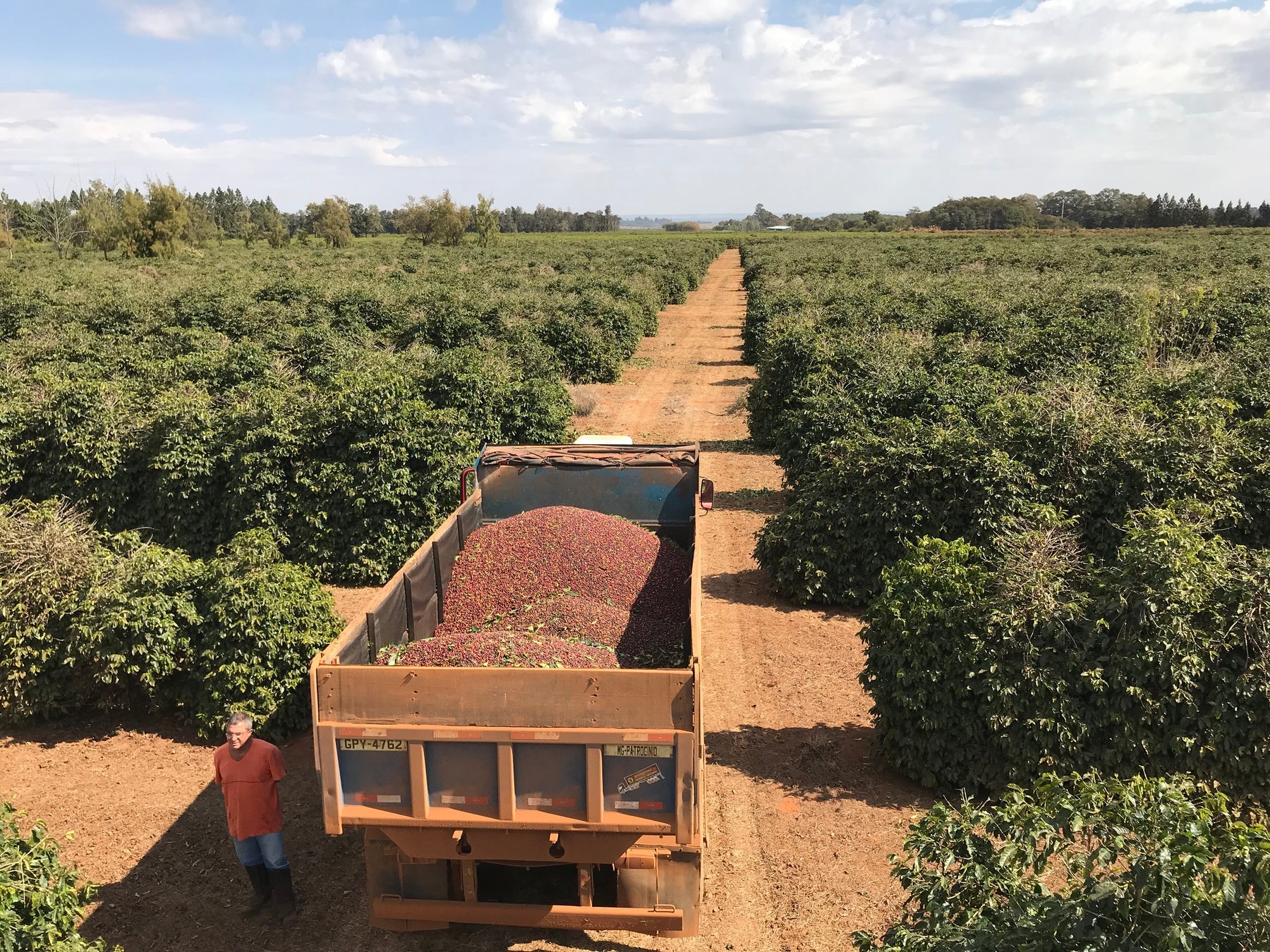 Daterra Blossom - Brazil Espresso