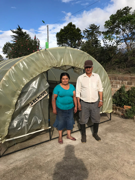 Amparo Botina - Colombia Caturra