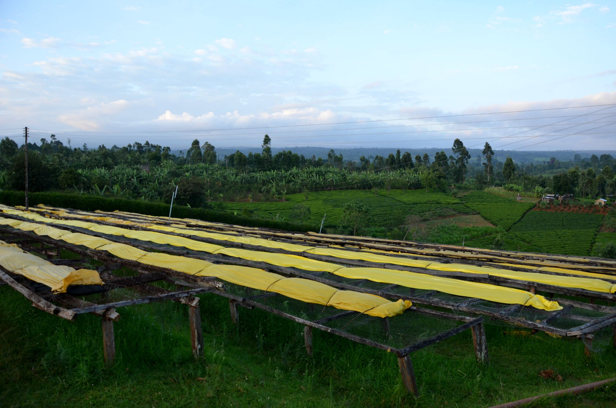 Kianjiru AA - Kenya