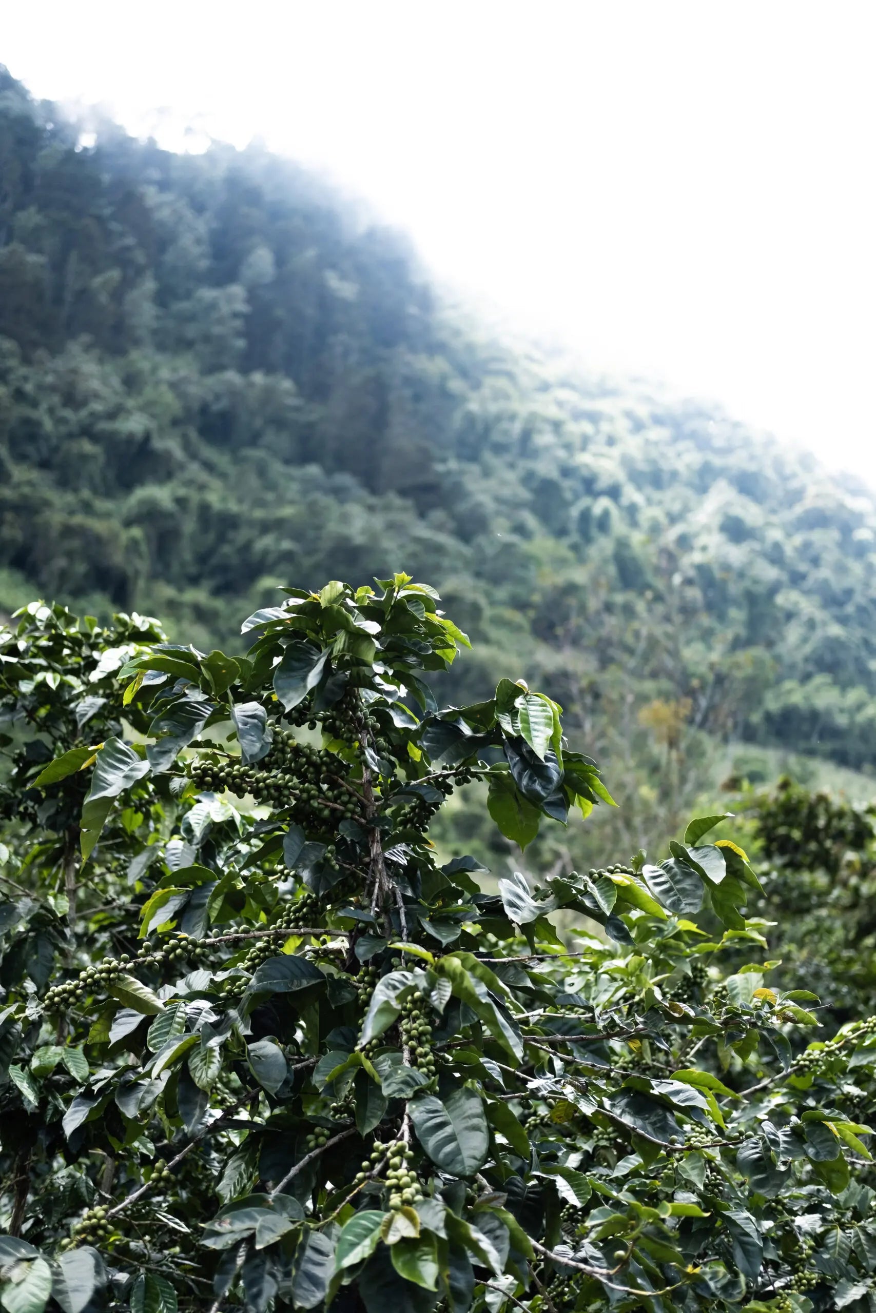 Marmalade Cola - Guatemala Espresso