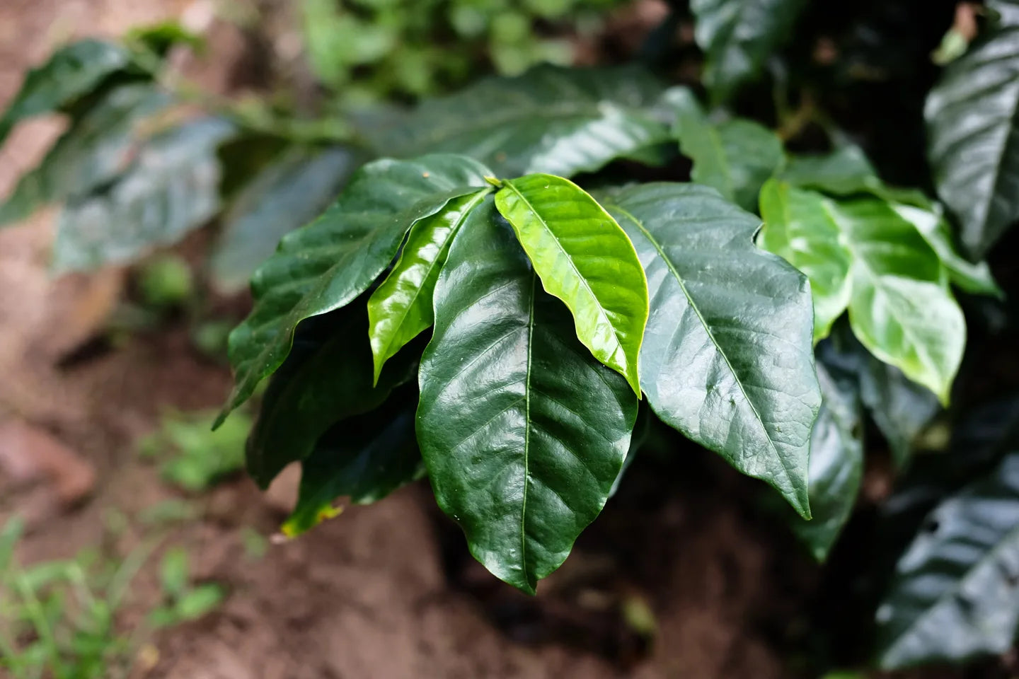 Lemon Meringue - Peru Washed Caturra